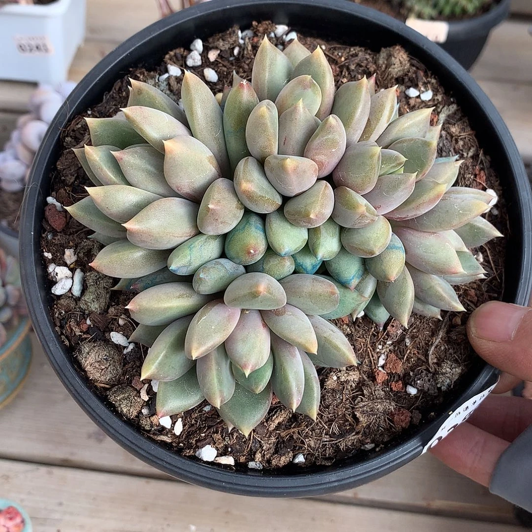 388红象牙一棵12.5厘米