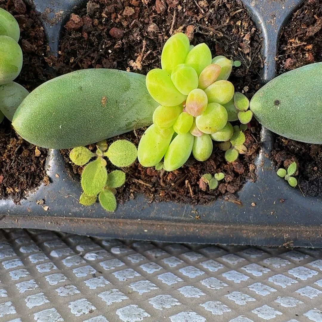 迷雾森林 叶插 一物一拍