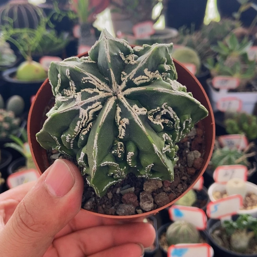 核桃一个一物一拍