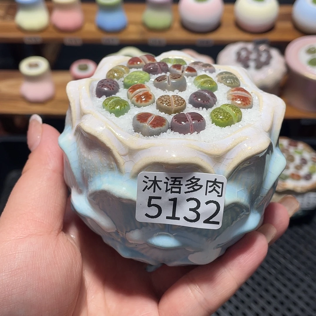 带盆土植物 一物一拍5132
