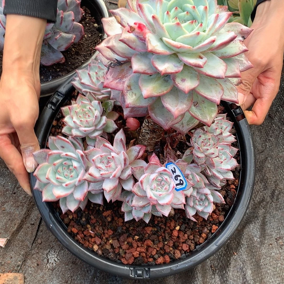 269蓝鸟 一物一拍多肉