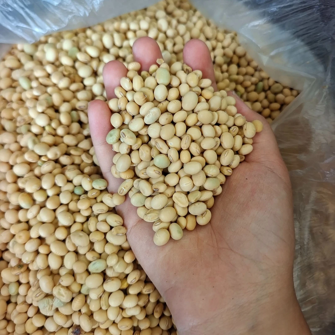【黄豆子】湖南双峰农家黄豆子自种无添加