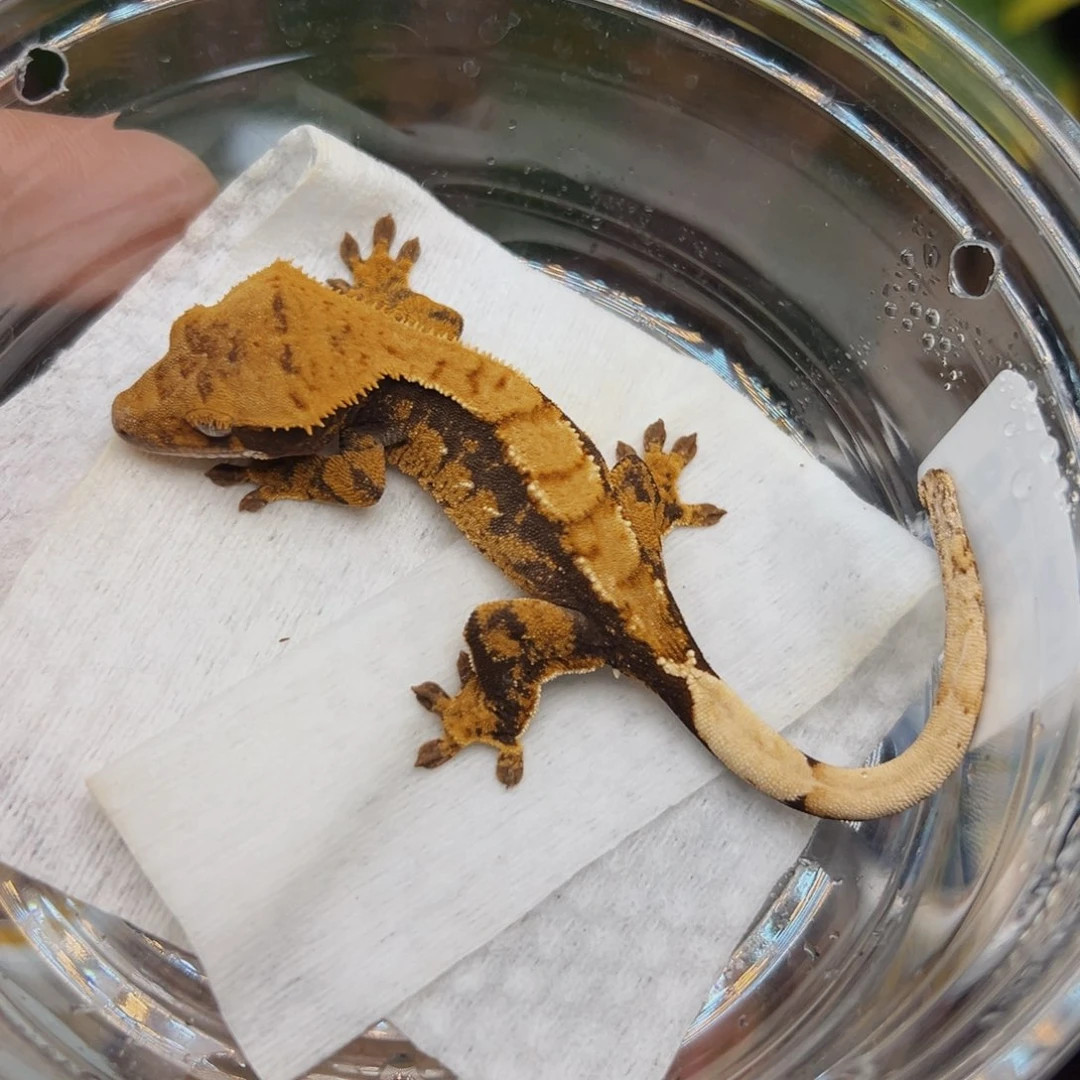 睫角守宫橙纹奶油三色