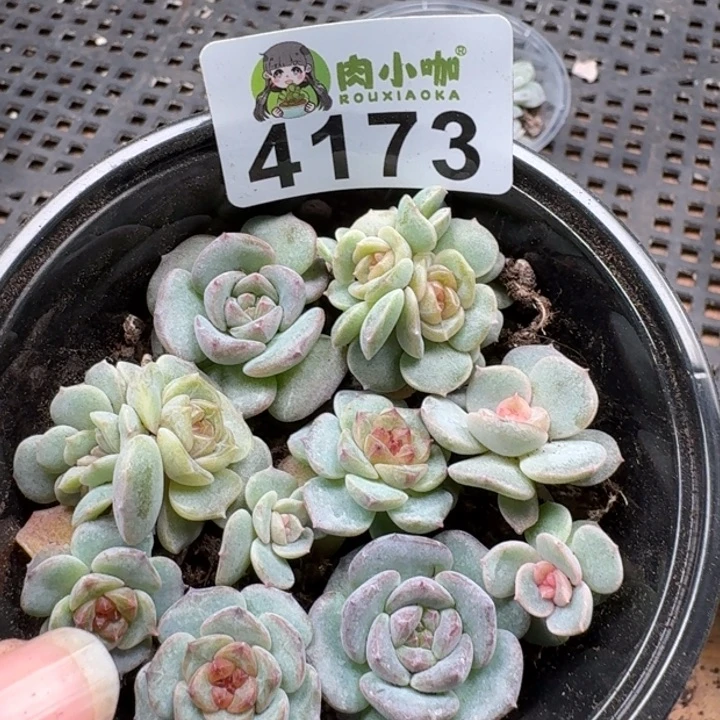 多肉植物多肉植物