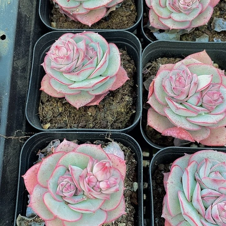 克罗地亚玫瑰带盆