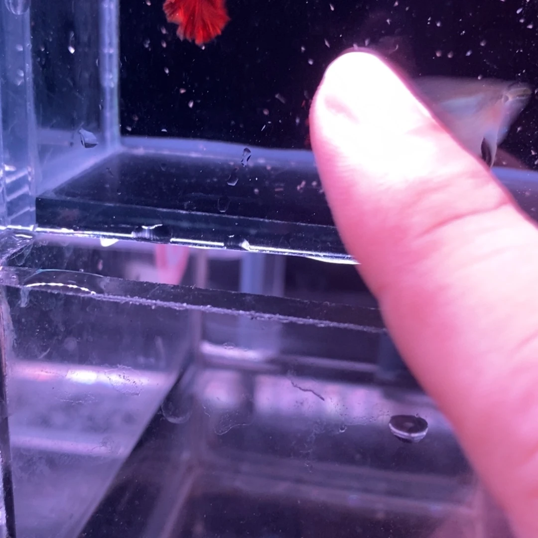 孔雀鱼菊花帆球一对