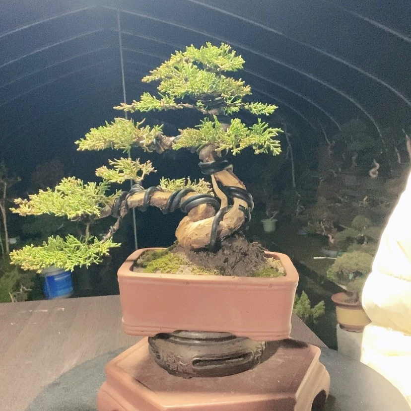 【闪购商品】少量花朵（建议范围：2朵-5朵 或40%以下）盆景园林