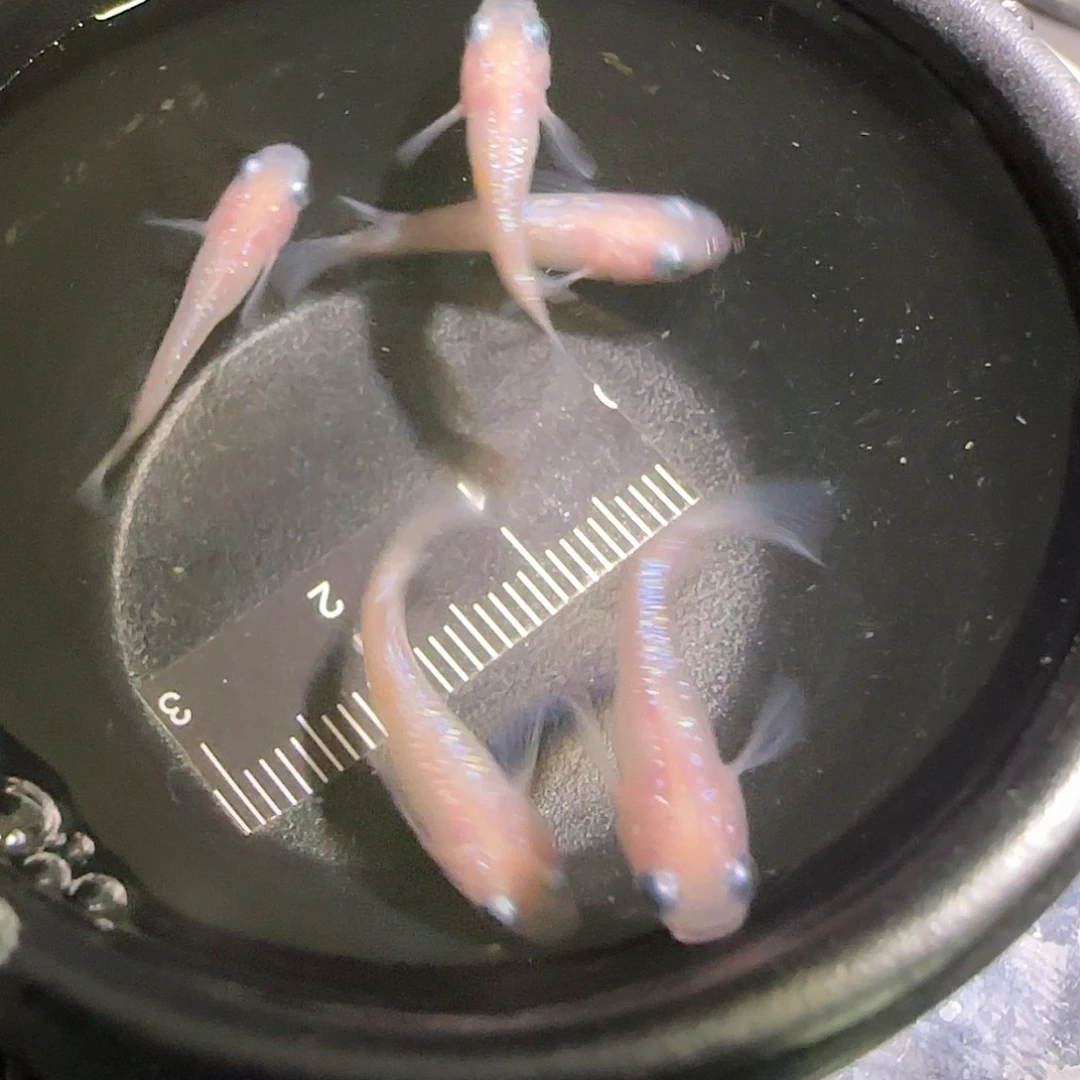青鳉鱼观背青鱂一物一拍151