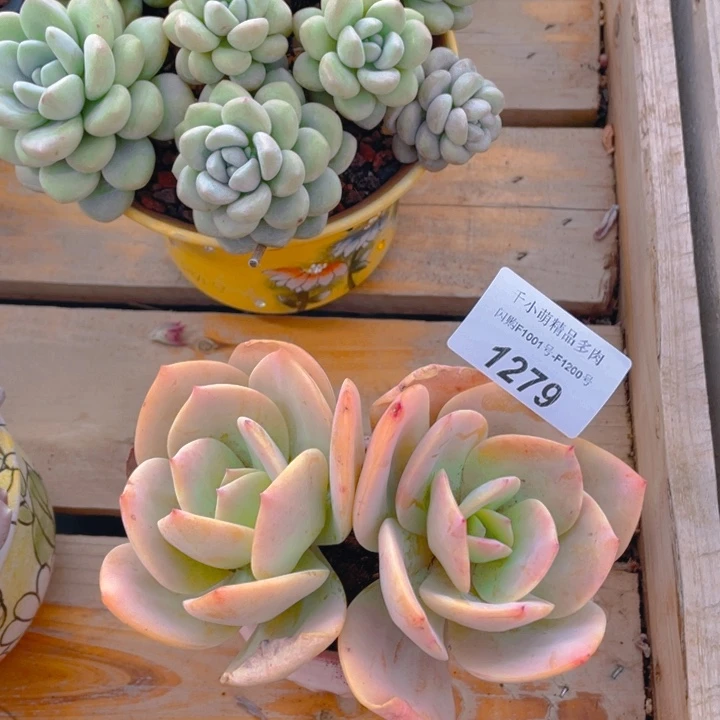 谢谢你的支持00001279