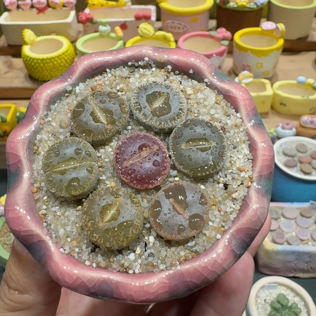 蘑菇1138和田彩拼多肉植物