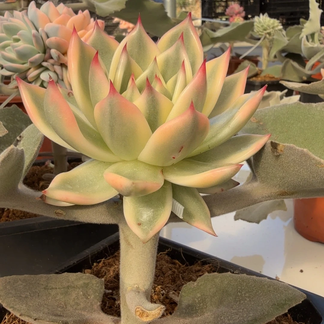 皮蛋 安吉园艺锦锦