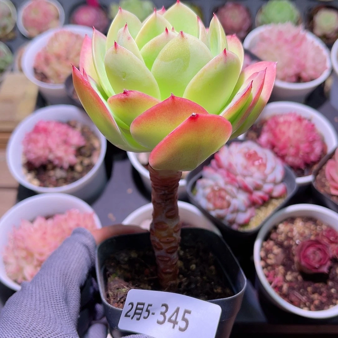 花05-345碧桃单头