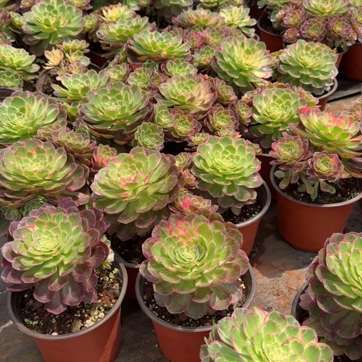 万花筒5块钱的额