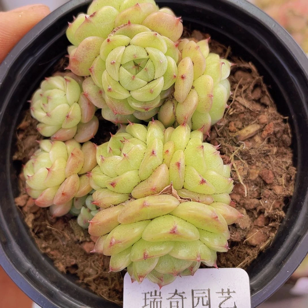 000000000000000010量拍