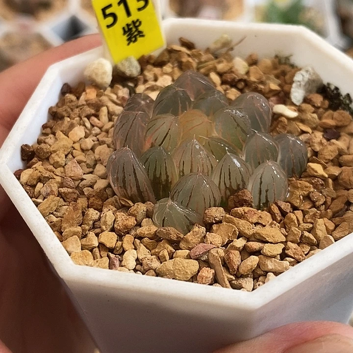 513湖斑霓虹灯玉露锦