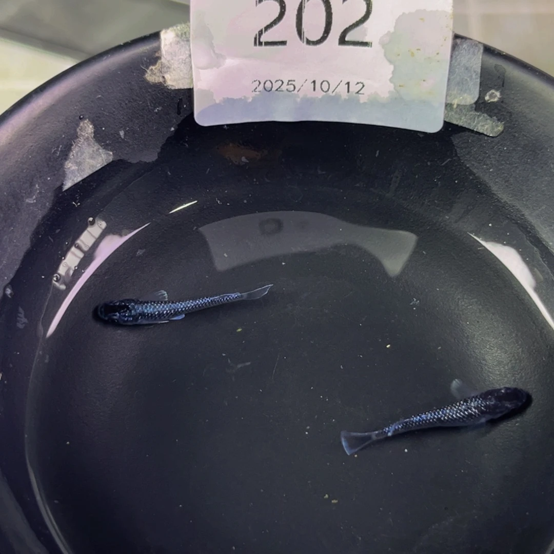 青鳉鱼202午夜裙摆一对