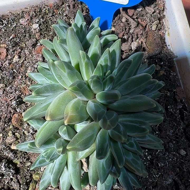 桔云多肉美人系列