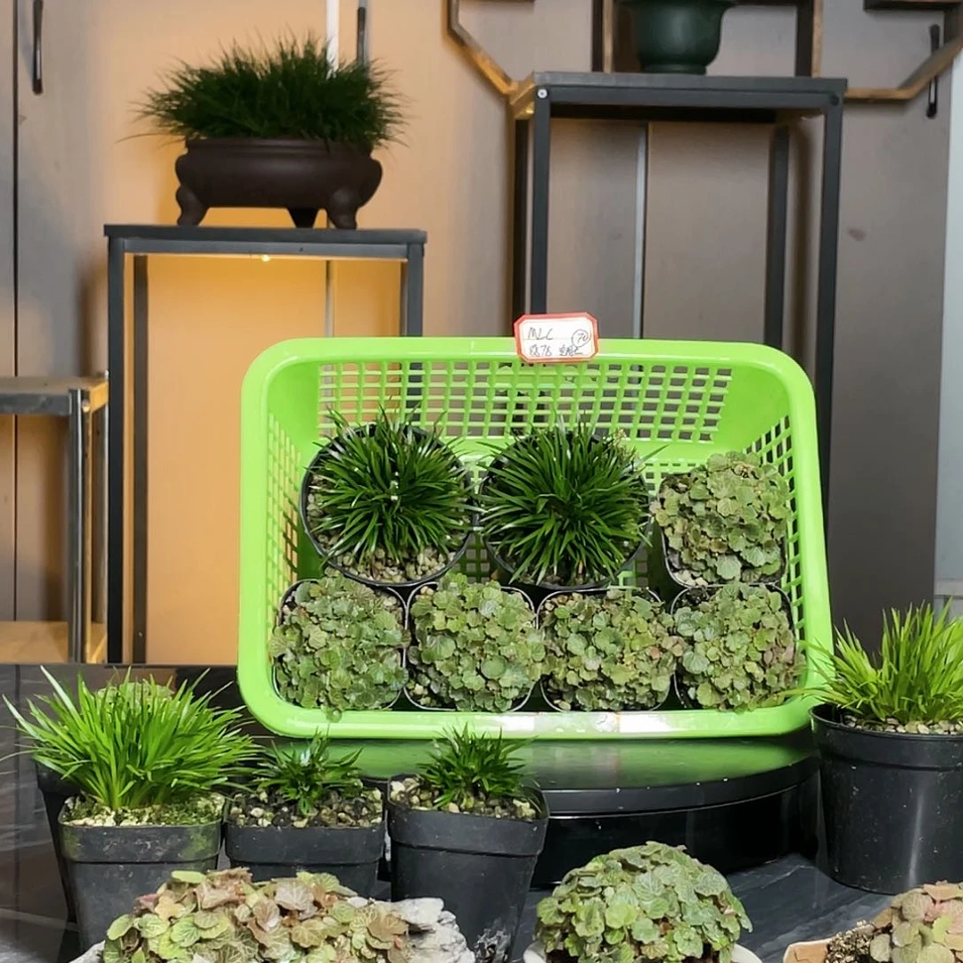 【闪购商品】不开花植物