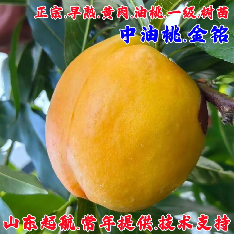 嫁接6月成熟油桃树果苗中油金铭油桃苗8-44油桃树苖南方北方种植