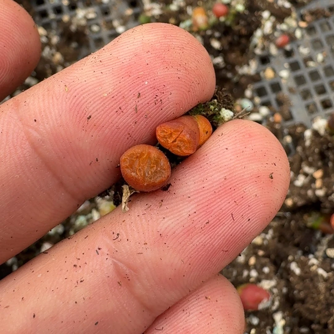 红****5G834风铃1807一年优选多肉