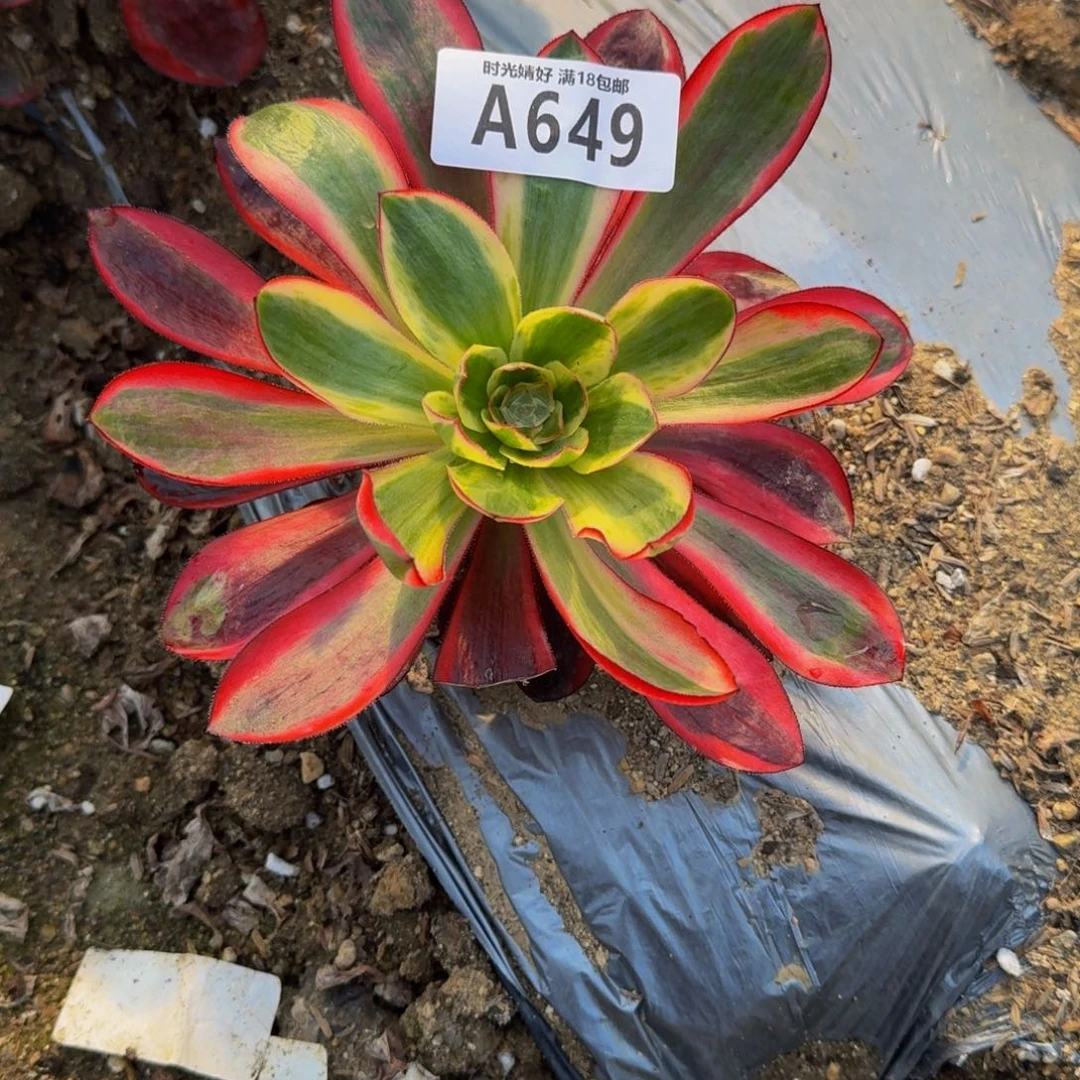 流*649巫毒白多肉植物