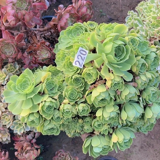 猫****多肉植物一个绿玫瑰