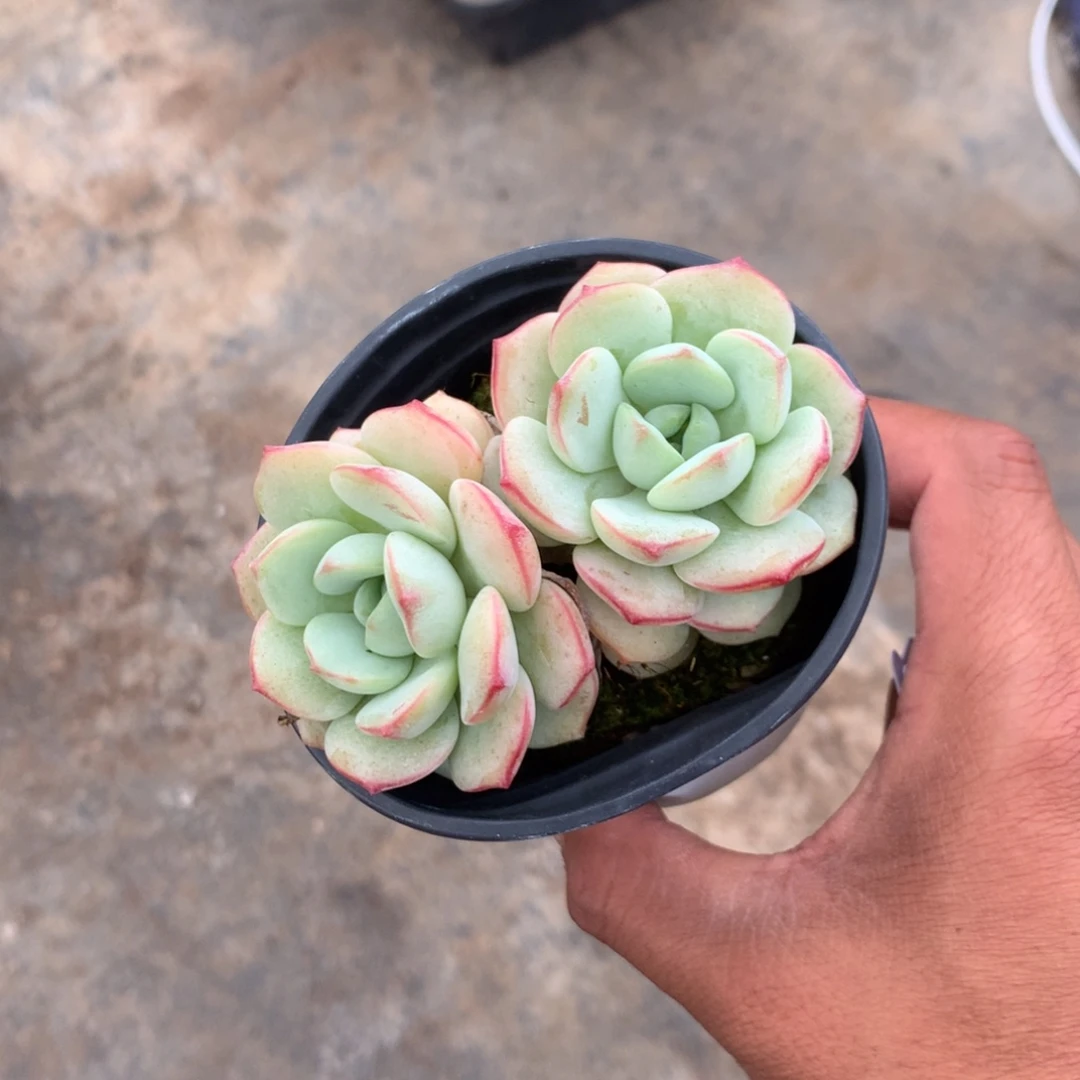 你是怎么对的呀怎么办怎么