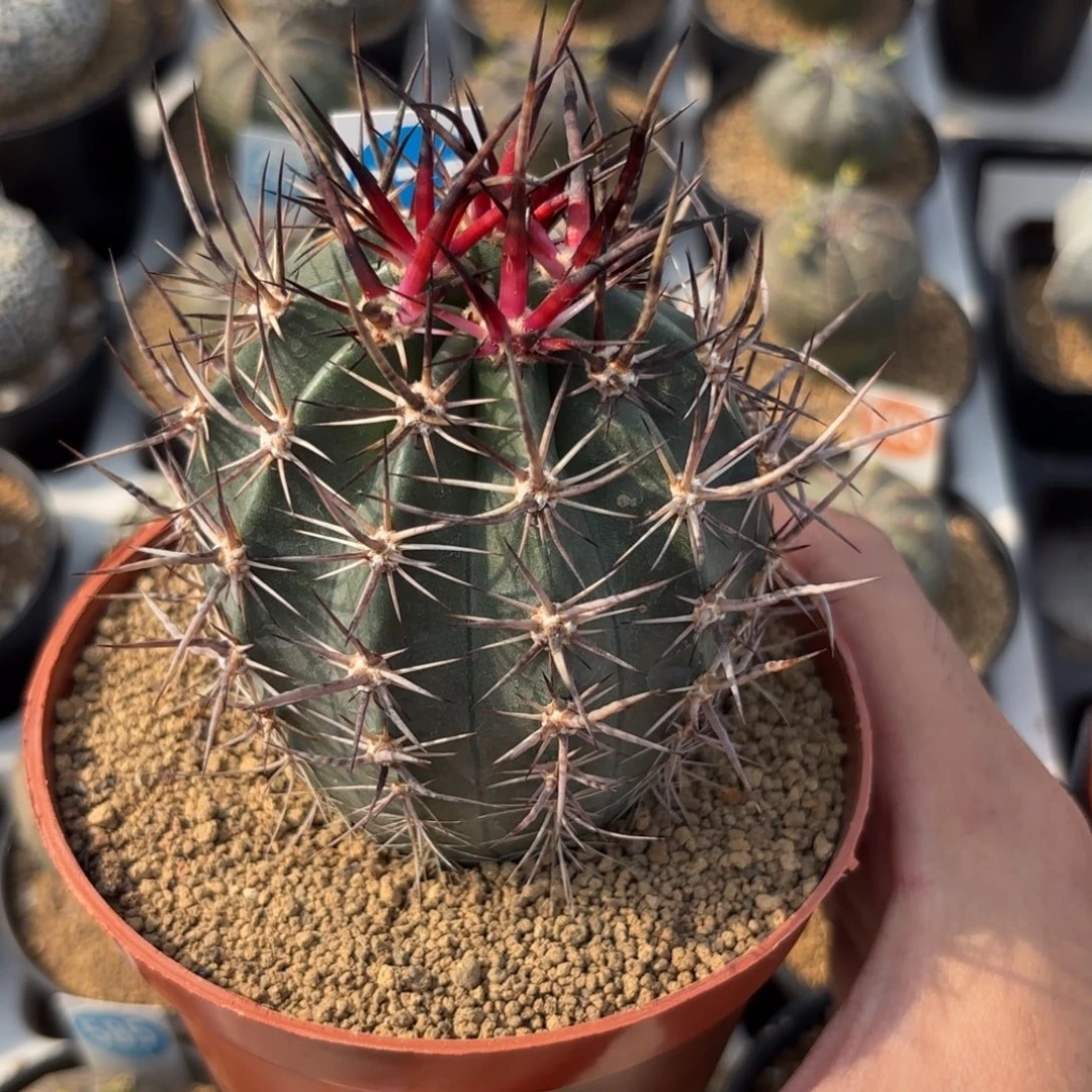 275实生林氏幻虾带盆带土发货