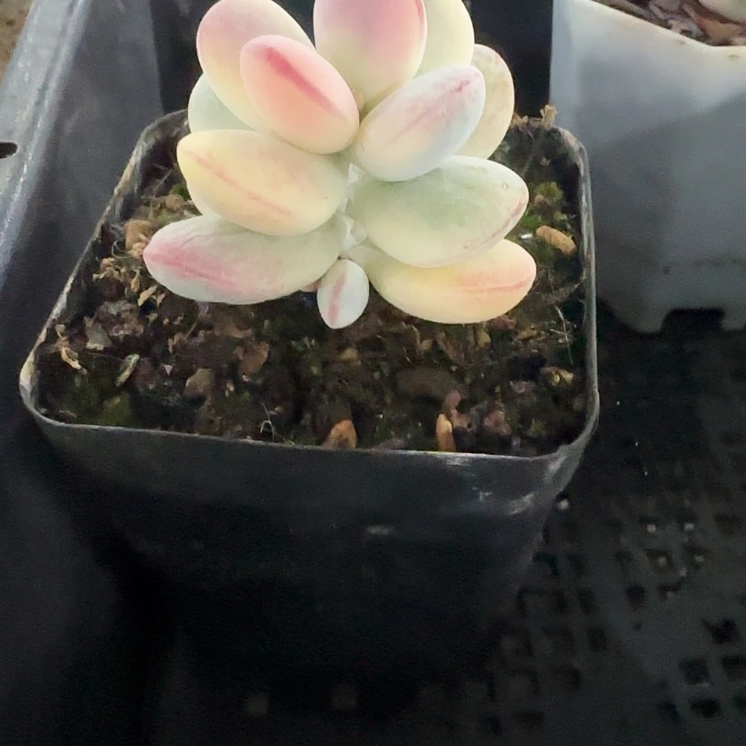 乒乓夫娘锦多肉1