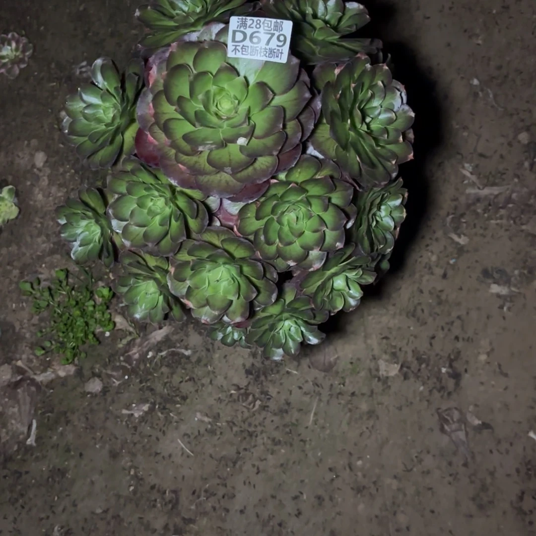 679美金玫瑰多肉。baaed