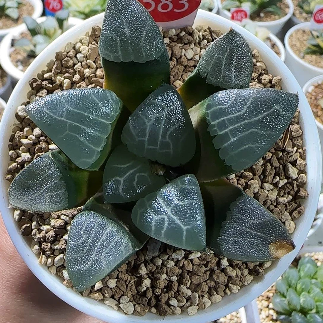 583号实生克云窗一物一拍带盆土