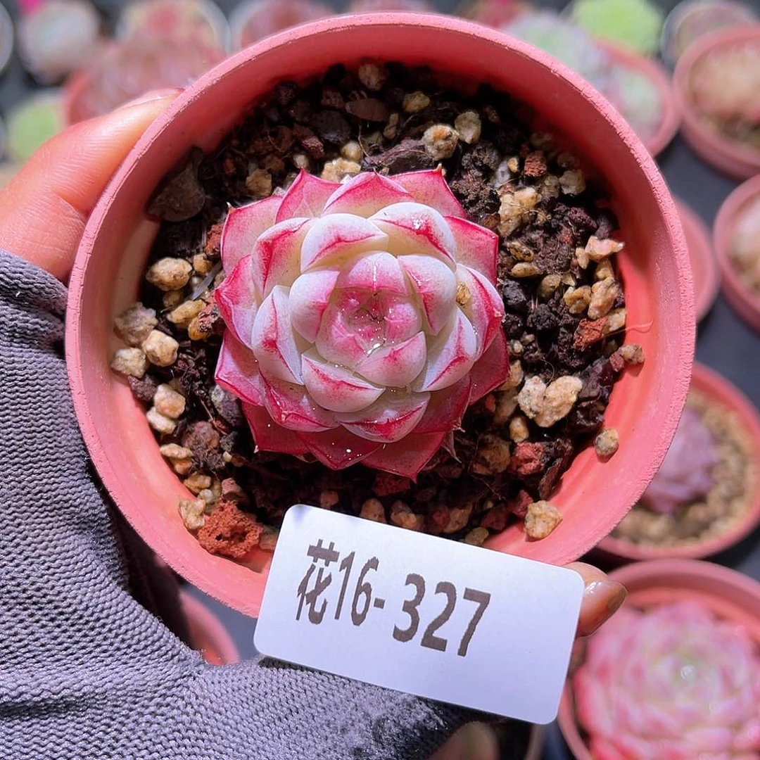 花16-327女王单头