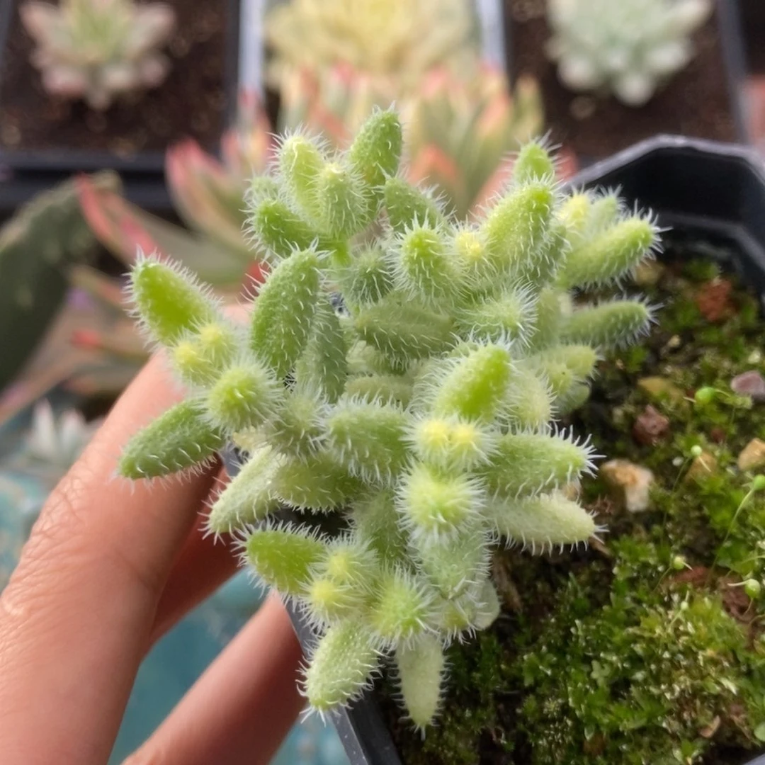 399雷同锦锦锦锦锦锦