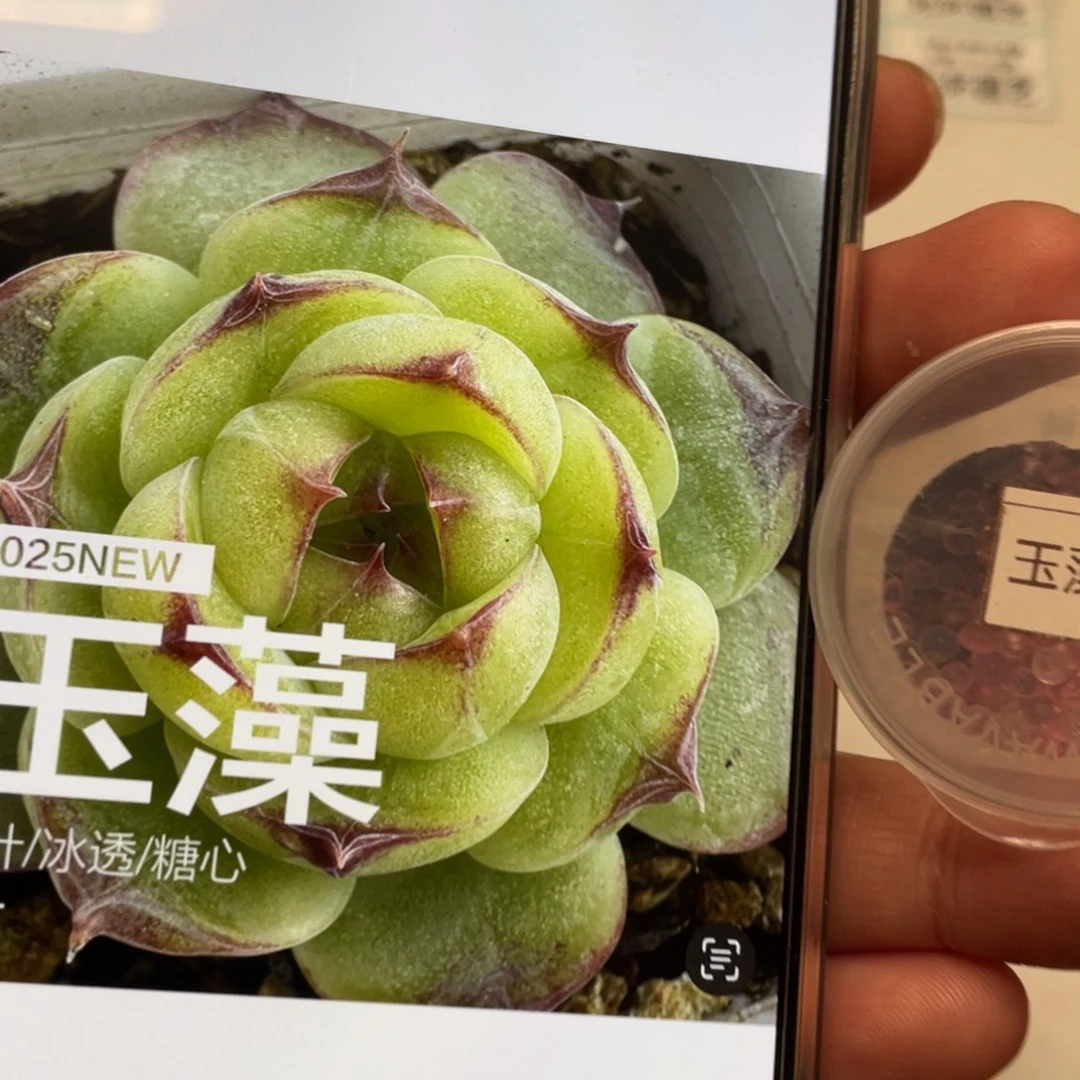 玉藻种子20粒，超好看推荐