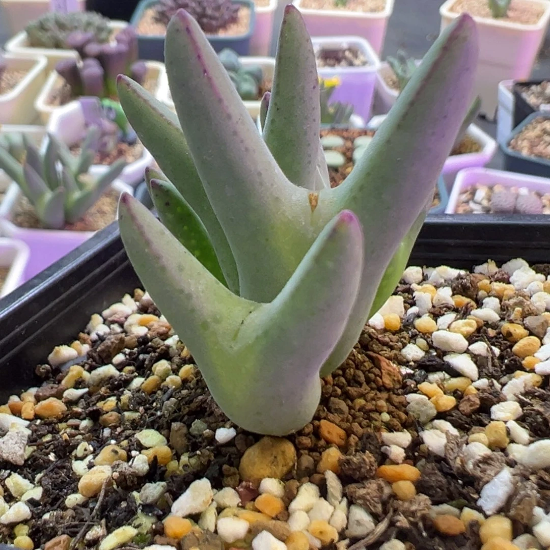 优选皮卡丘 肉锥植物