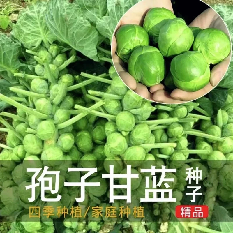抱子甘蓝种子孢子甘蓝苗蔬菜种籽紫子持小包菜卷心菜包心菜孑菜种