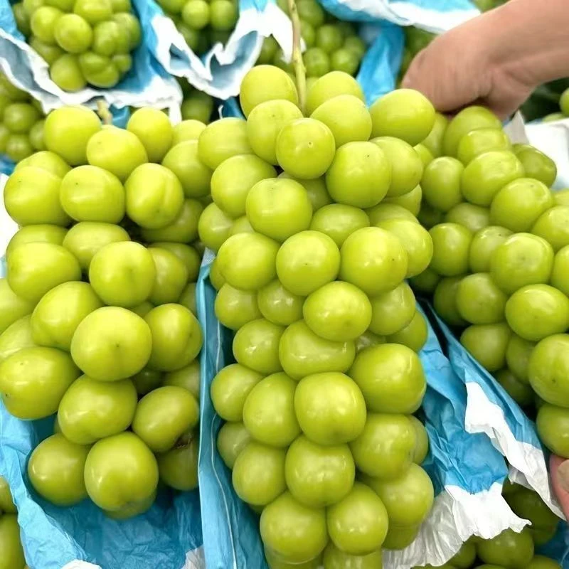 阳光玫瑰葡萄新鲜应季无籽香甜多汁带玫瑰香水果葡萄香印青提葡萄