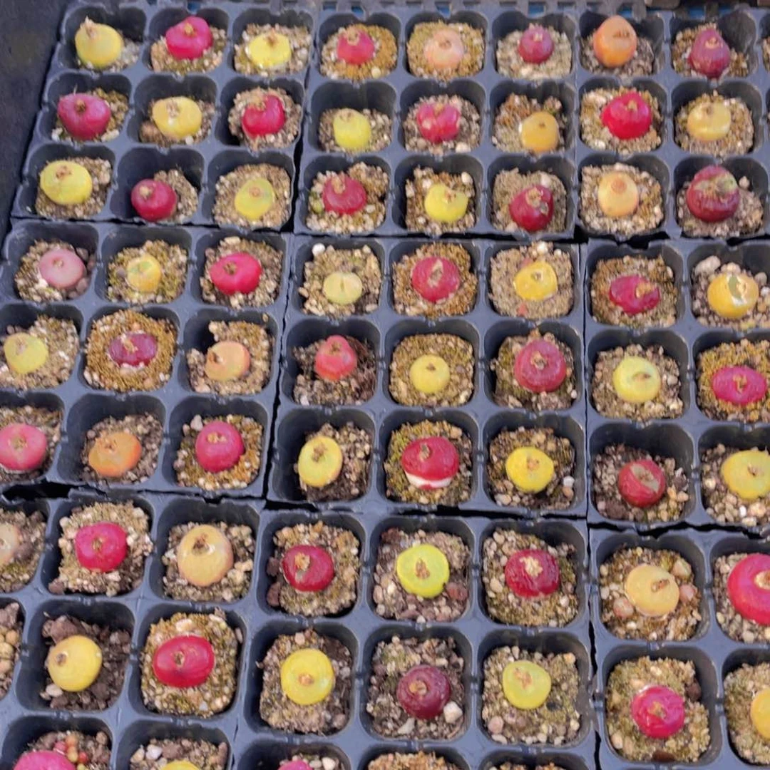 量拍46号 六年毛汉尼六个