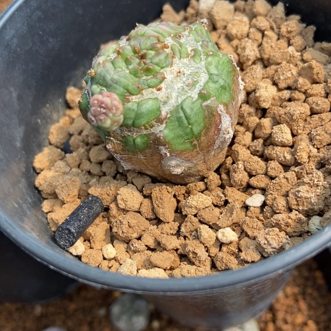 Y无刺仙人球开花可