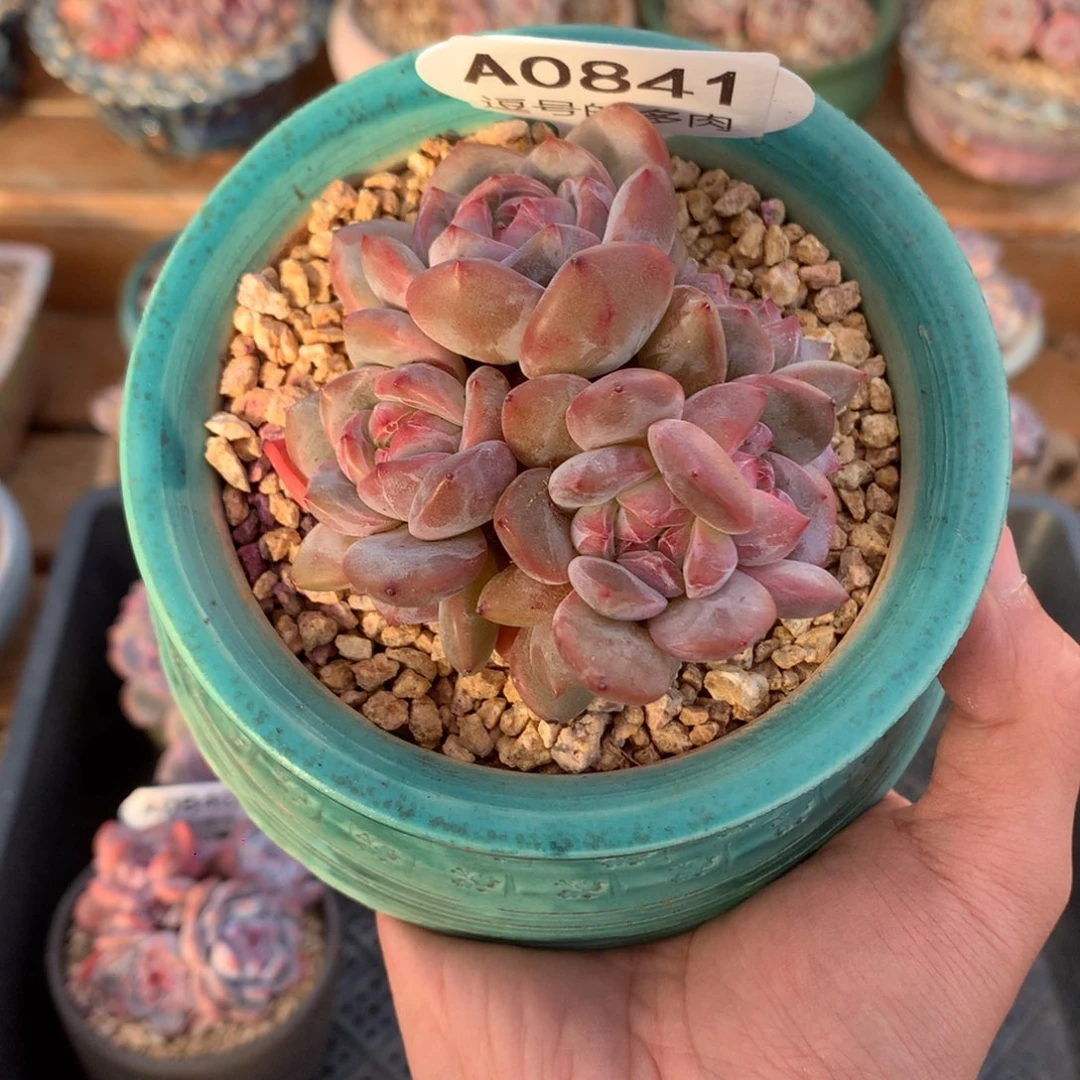 A0841 星影群 有砍 8cm