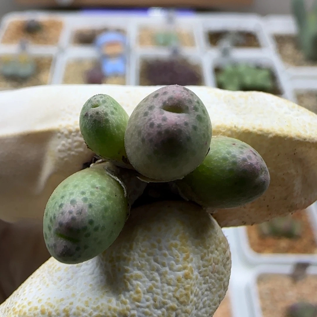 11-5-545当天满38包邮开播福利斑马杂交