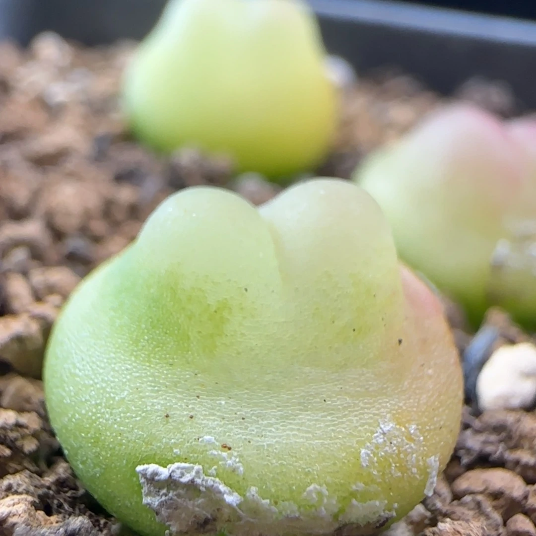 2.9.40/尺寸1.4 紫皮拉登