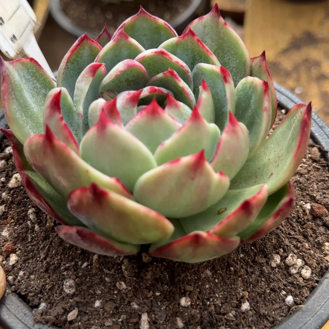 惊鸿一物一拍包装收缩花旱859