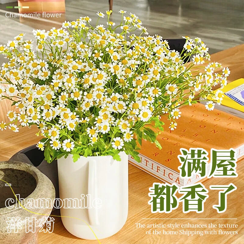 洋甘菊鲜花花束清明节云南基地直发家用真花插花