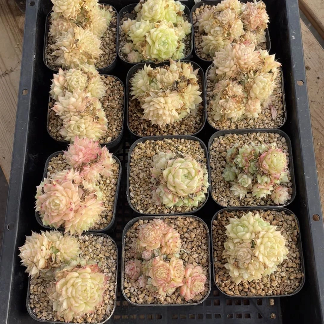 多肉植物十二个精品192