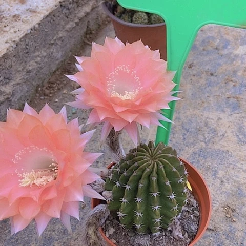 堼*仙人掌彩草B 225