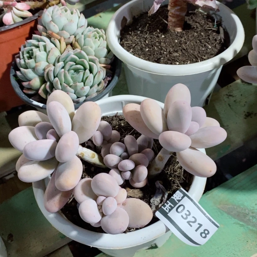 【闪购商品】鸡蛋奶03218