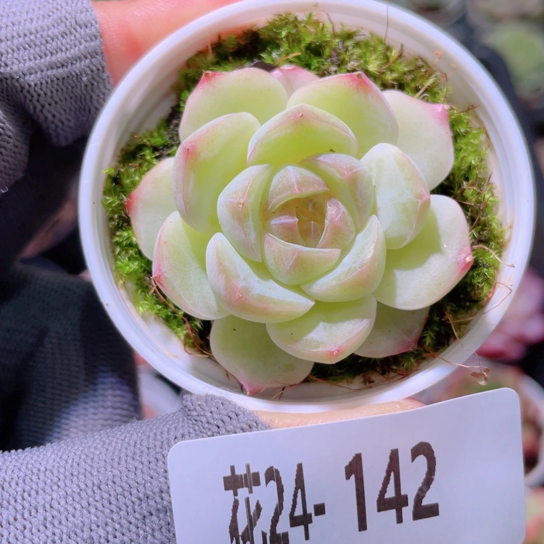 花利美24-142新品