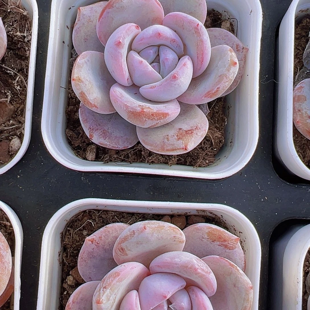 韩版奶茶一颗19包邮多肉