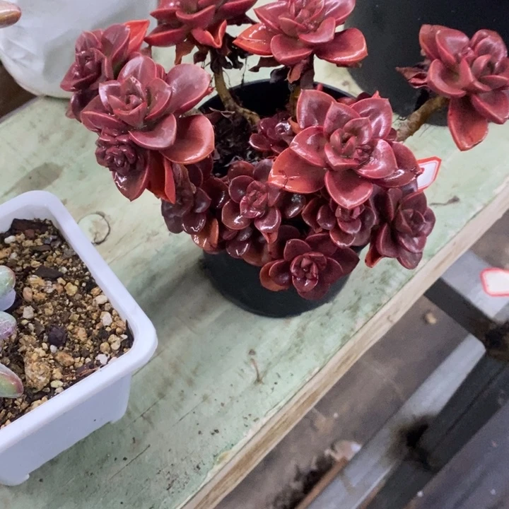 栖**头一物一拍巧克力多肉68